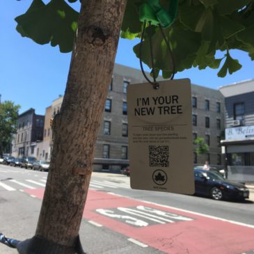 New York City is Getting Greener